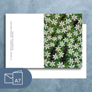 Vores Natur, Anemoner